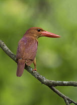 Ruddy Kingfisher (Halcyon coromanda), West Bengal, India