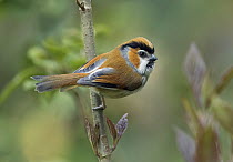 Black-throated Parrotbill (Paradoxornis nipalensis), West Bengal, India