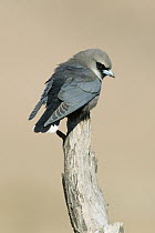 Black-faced Woodswallow (Artamus cinereus), South Australia, Australia