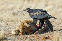 Wedge-tailed Eagle (Aquila audax) feeding on Red Kangaroo (Macropus rufus) carcass, South Australia, Australia