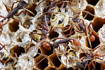 Army Ant (Eciton mexicanum) group raiding fallen wasp nest at night, Septimo Paraiso Cloud Forest Reserve, Mindo, Ecuado