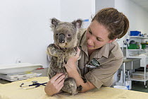 Koala (Phascolarctos cinereus) conservationist, Patricia Swift, with sick koala with retrovirus, Currumbin Wildlife Hospital, Queensland, Australia