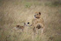 African Lion (Panthera leo) female temporarily adopting Kob (Kobus kob) calf, Uganda