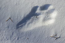 Canada Lynx (Lynx canadensis) track in snow, Riding Mountain National Park, Manitoba, Canada
