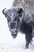American Bison (Bison bison) female covered with frost in winter, Yellowstone National Park, Montana