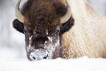 American Bison (Bison bison) female in winter, Yellowstone National Park, Wyoming