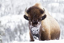 American Bison (Bison bison) female in winter, Yellowstone National Park, Wyoming