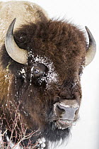 American Bison (Bison bison) bull browsing in winter, Yellowstone National Park, Wyoming