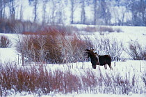 Moose (Alces alces shirasi) bull browsing in winter, Lamar Valley, Yellowstone National Park, Wyoming