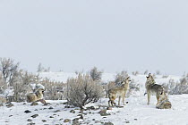 Coyote (Canis latrans) pack in territorial howl in winter, Lamar Valley, Yellowstone National Park, Wyoming