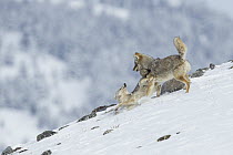 Coyote (Canis latrans) pair in dominance display in winter, Lamar Valley, Yellowstone National Park, Wyoming