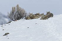 Coyote (Canis latrans) pack in winter, Lamar Valley, Yellowstone National Park, Wyoming