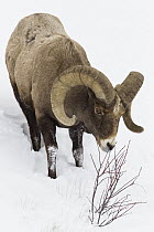 Bighorn Sheep (Ovis canadensis) ram browsing in winter, Lamar Valley, Yellowstone National Park, Wyoming