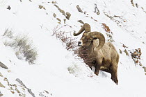 Bighorn Sheep (Ovis canadensis) ram browsing in winter, Lamar Valley, Yellowstone National Park, Wyoming