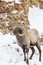Bighorn Sheep (Ovis canadensis) ram in winter, Lamar Valley, Yellowstone National Park, Wyoming