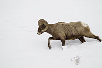 Bighorn Sheep (Ovis canadensis) ram in winter, Lamar Valley, Yellowstone National Park, Wyoming