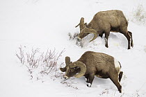 Bighorn Sheep (Ovis canadensis) rams browsing in winter, Lamar Valley, Yellowstone National Park, Wyoming