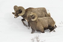 Bighorn Sheep (Ovis canadensis) rams in winter, Lamar Valley, Yellowstone National Park, Wyoming