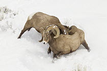 Bighorn Sheep (Ovis canadensis) rams fighting in winter, Lamar Valley, Yellowstone National Park, Wyoming