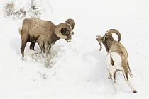 Bighorn Sheep (Ovis canadensis) rams fighting in winter, Lamar Valley, Yellowstone National Park, Wyoming