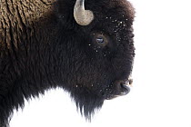 American Bison (Bison bison) female in winter, Gardiner, Yellowstone National Park, Montana