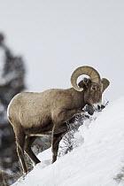 Bighorn Sheep (Ovis canadensis) ram digging up shrub in winter, Lamar Valley, Yellowstone National Park, Wyoming