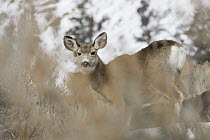 Mule Deer (Odocoileus hemionus) doe in winter, Yellowstone National Park, Montana