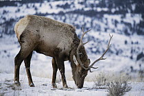 American Elk (Cervus elaphus nelsoni) bull grazing in winter, Gardiner, Yellowstone National Park, Montana