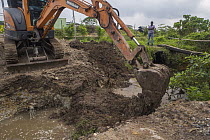 Excavator maintaining urban wetland, Diyasaru Park, Colombo, Sri Lanka