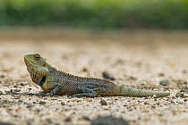 Changeable Lizard (Calotes versicolor) male, Diyasaru Park, Colombo, Sri Lanka
