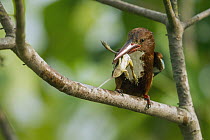 White-throated Kingfisher (Halcyon smyrnensis) with frog prey, Diyasaru Park, Colombo, Sri Lanka