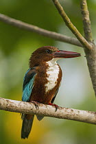 White-throated Kingfisher (Halcyon smyrnensis), Diyasaru Park, Colombo, Sri Lanka