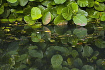 Leaves reflected in wetland, Diyasaru Park, Colombo, Sri Lanka