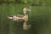 Lesser Whistling-Duck (Dendrocygna javanica), Diyasaru Park, Colombo, Sri Lanka