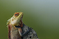 Changeable Lizard (Calotes versicolor) male in breeding coloration, Diyasaru Park, Colombo, Sri Lanka