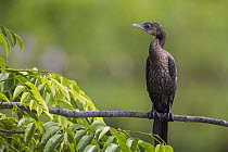 Little Cormorant (Phalacrocorax niger), Diyasaru Park, Colombo, Sri Lanka