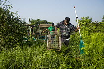 Fishing Cat (Prionailurus viverrinus) biologists, Maduranga Ranaweera and Anya Ratnayaka, carrying box trap used for collaring in urban wetland, Urban Fishing Cat Project, Diyasaru Park, Colombo, Sri...