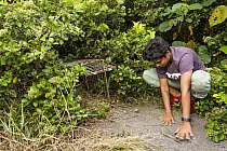 Fishing Cat (Prionailurus viverrinus) biologist, Anya Ratnayaka, camouflaging box trap for collaring in urban wetland, Urban Fishing Cat Project, Diyasaru Park, Colombo, Sri Lanka