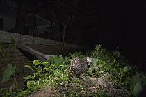 Small Indian Civet (Viverricula indica) near house at night, Colombo, Sri Lanka