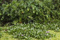 Common Water Hyacinth (Eichhornia crassipes), an invasive species, Diyasaru Park, Colombo, Sri Lanka