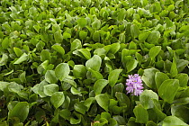 Common Water Hyacinth (Eichhornia crassipes), an invasive species, flowering, Diyasaru Park, Colombo, Sri Lanka