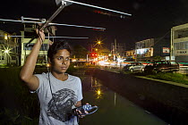 Fishing Cat (Prionailurus viverrinus) biologist, Anya Ratnayaka, tracking cat next to canal in city at night, Urban Fishing Cat Project, Colombo, Sri Lanka