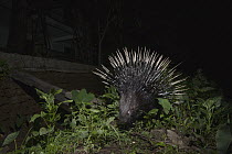 Indian Crested Porcupine (Hystrix indica) near house at night, Colombo, Sri Lanka