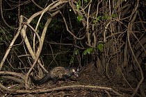 Asian Palm Civet (Paradoxurus hermaphroditus) in rainforest at night, Sigiriya, Sri Lanka
