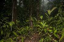 Rainfall in semi-deciduous tropical moist rainforest, Mamoni Valley, Panama