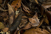 Evergreen Robber Frog (Craugastor gollmeri) camouflaged in leaf litter, Cocobolo Nature Reserve, Mamoni Valley, Panama