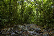Creek flowing through tropical rainforest, Cocobolo Nature Reserve, Mamoni Valley, Panama