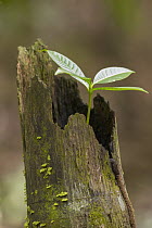 Sapling sprouting from old tree, Metropolitan Natural Park, Panama City, Panama