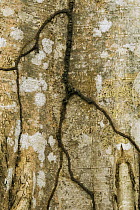 Termite tunnels on tree, Metropolitan Natural Park, Panama City, Panama
