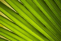 Leaf, Metropolitan Natural Park, Panama City, Panama